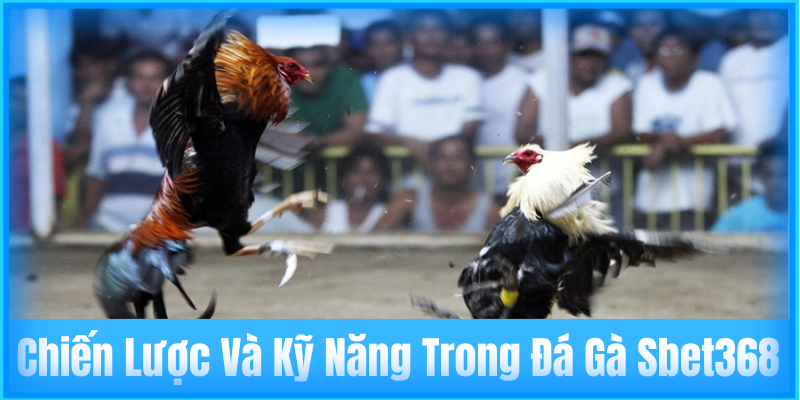 Chiến lược và kỹ năng trong đá gà Sbet368