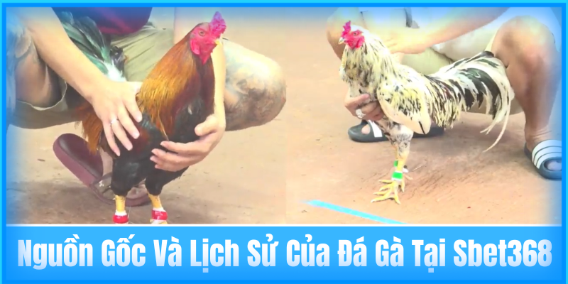 Nguồn Gốc Và Lịch Sử Của Đá Gà Sbet368